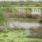 Check Out The &#8216;Bosque In Bloom&#8217; On Sunday And See El Paso&#8217;s Wetlands