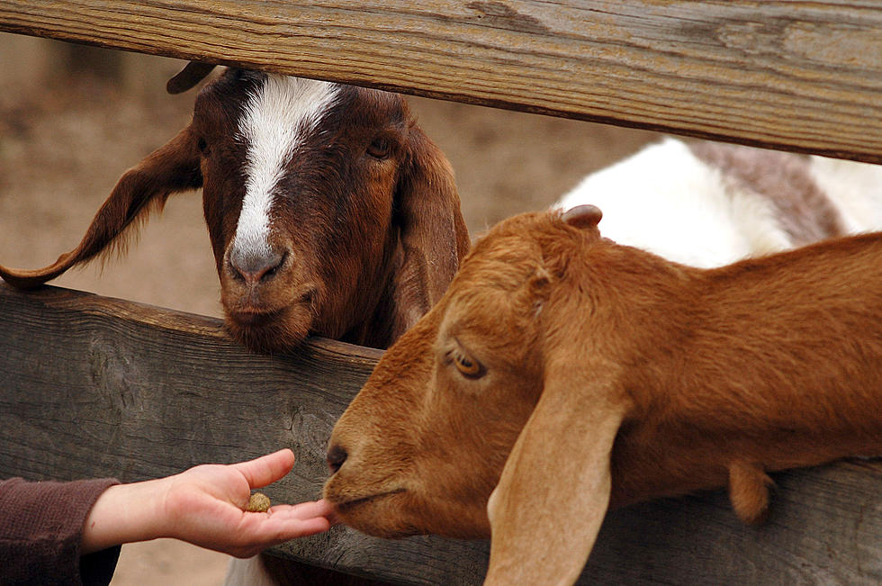 Licon Dairy Raising Funds to Replace Animals, Rebuild Enclosures