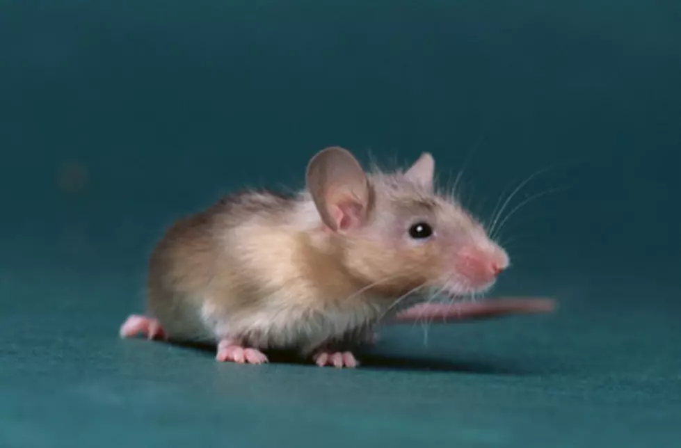 New Mexico Man Dies of Hantavirus