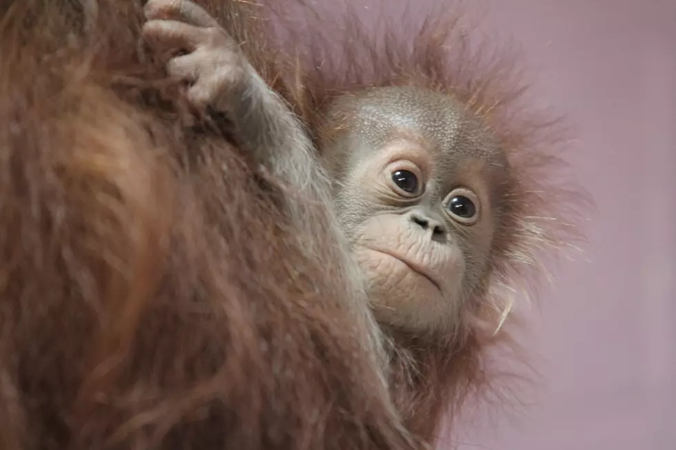 Baby Orangutan Khaleesi Begins to Climb on Her Own at the El Paso Zoo