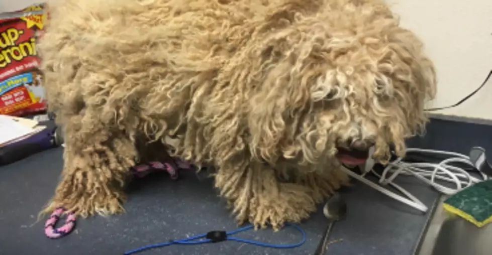 El Paso Human Society Shares Video Of A Dog Going From Matted Mess To Picture Perfect Pup [VIDEO]