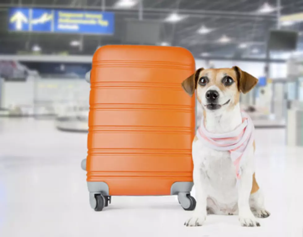El Paso International Airport Opens Second Service Animal Relief Area