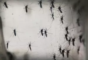 Watch What Really Happens When a Mosquito Chomps You