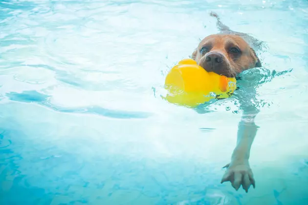 2016 &#8216;Dog Day Swimming&#8217; This Weekend at Nations Tobin Aquatic Center
