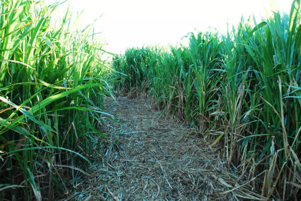 La Union Corn Maze Sets 2019 Dates, Announces Theme of Corn Maze