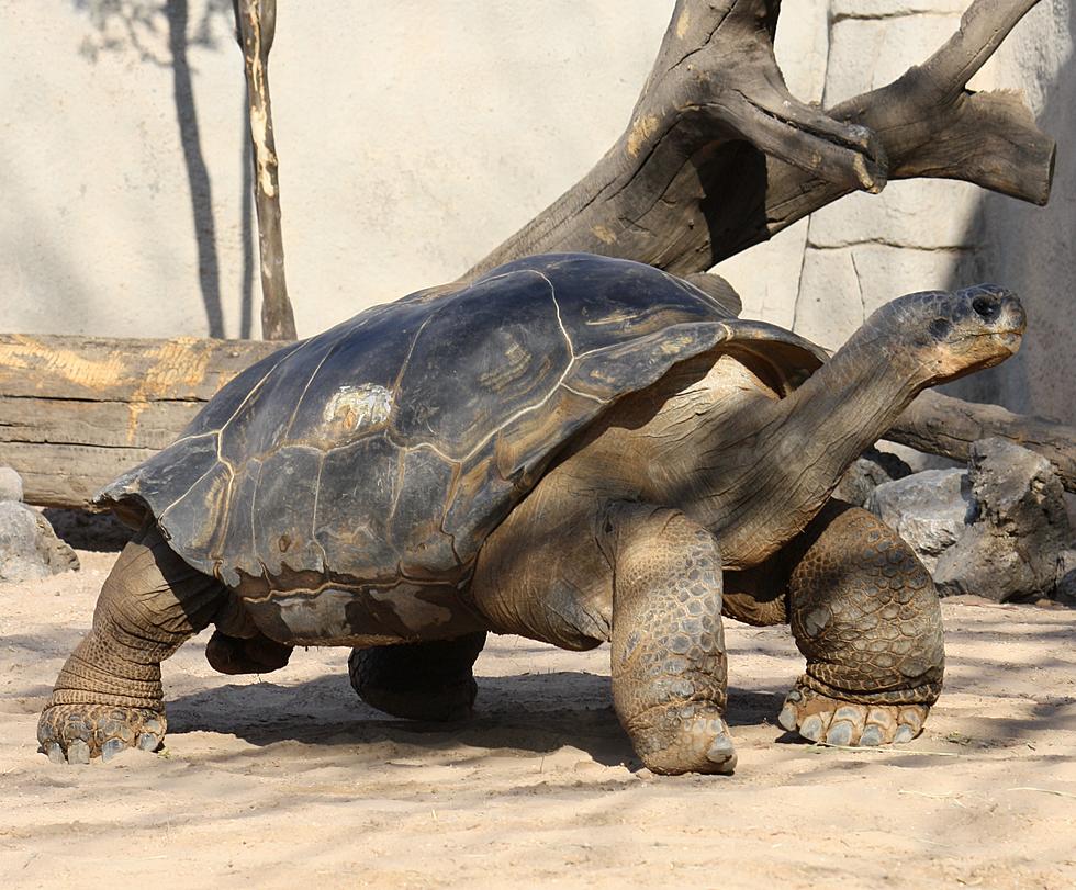 65-Year-Old Galapagos Tortoise Leaving El Paso Zoo