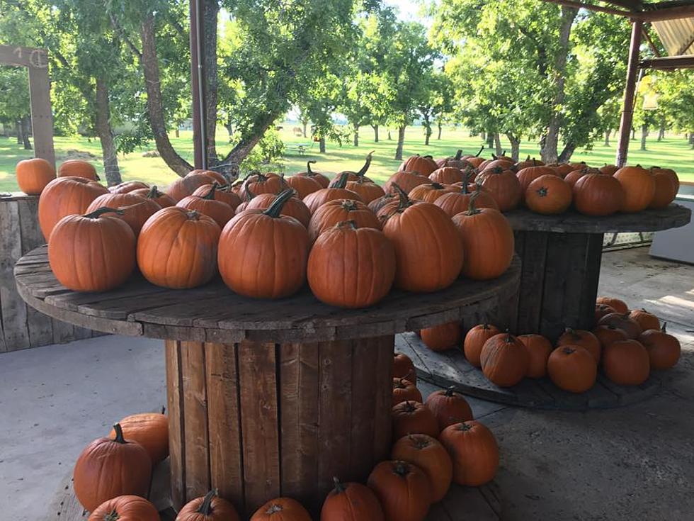 Celebrate Pumpkin Season This Weekend with Pumpkin Decorating & Family Fun on the Farm