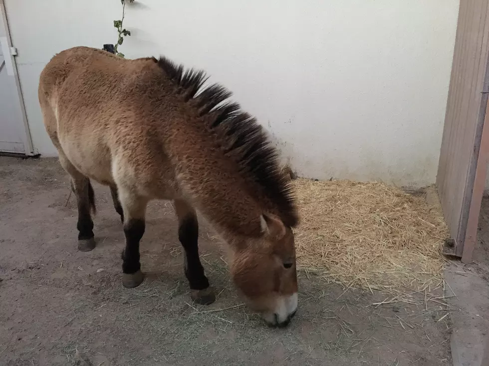 El Paso Zoo Welcomes New Pony for the Holidays