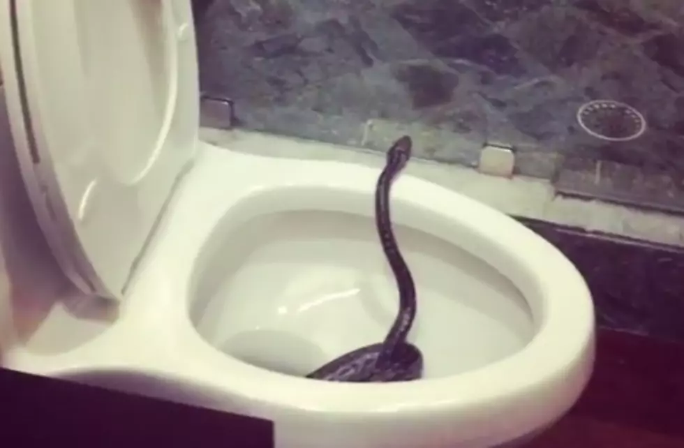 Country Star Finds a Snake in His Toilet