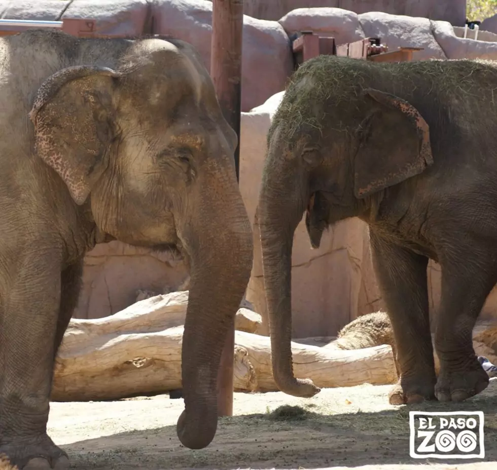 Elephants Set to Predict Super Bowl Winner at El Paso Zoo
