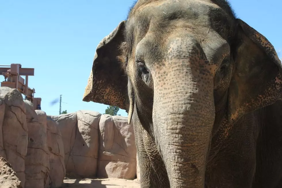El Paso Zoo's Juno the Elephant Doing Well With Cancer Treatments