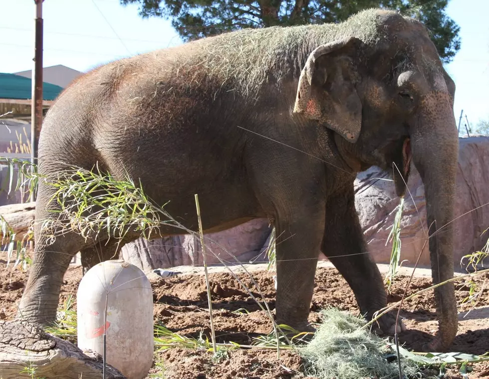 El Paso Zoo Elephants Unanimously Choose Super Bowl LI Winner