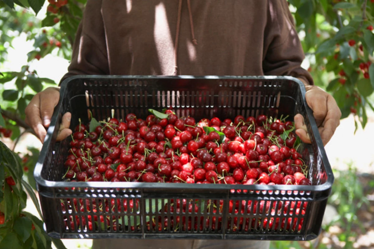 June Is Cherry Picking Month In New Mexico What To Know Before You Go