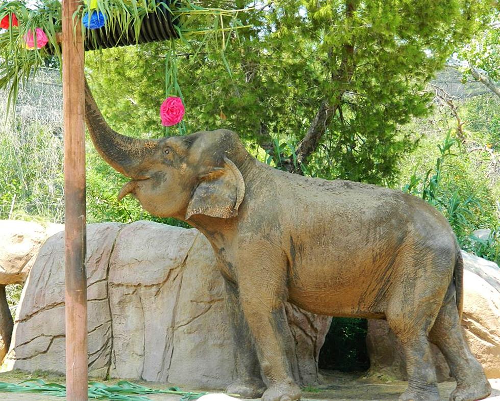 Nat Geo Wild Featured El Paso Zoo’s Juno