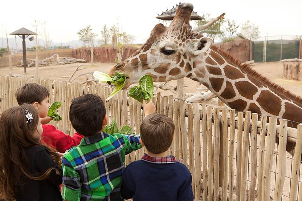 Giraffe Feedings at El Paso Zoo Are Back Just In Time For Father’s Day Weekend