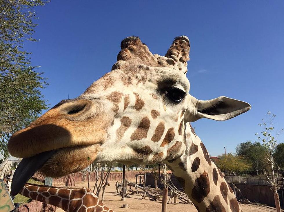 Final Zoo After Howlers of Summer to Feature Evening Giraffe Feeding, Extended Hours