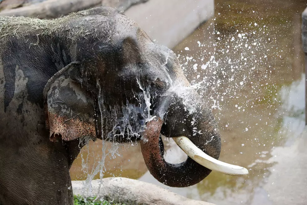 El Paso Zoo’s Juno the Elephant Has Second Cancer Treatment Procedure