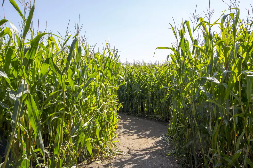 El Paso-Area Corn Mazes Will Not Open This Year