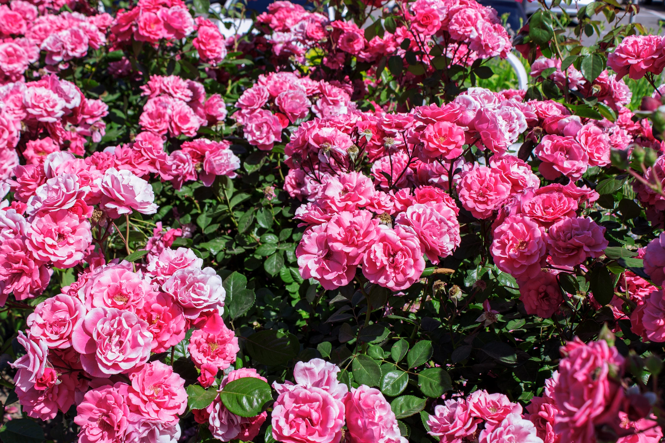 El Paso Municipal Rose Garden To Close For Season