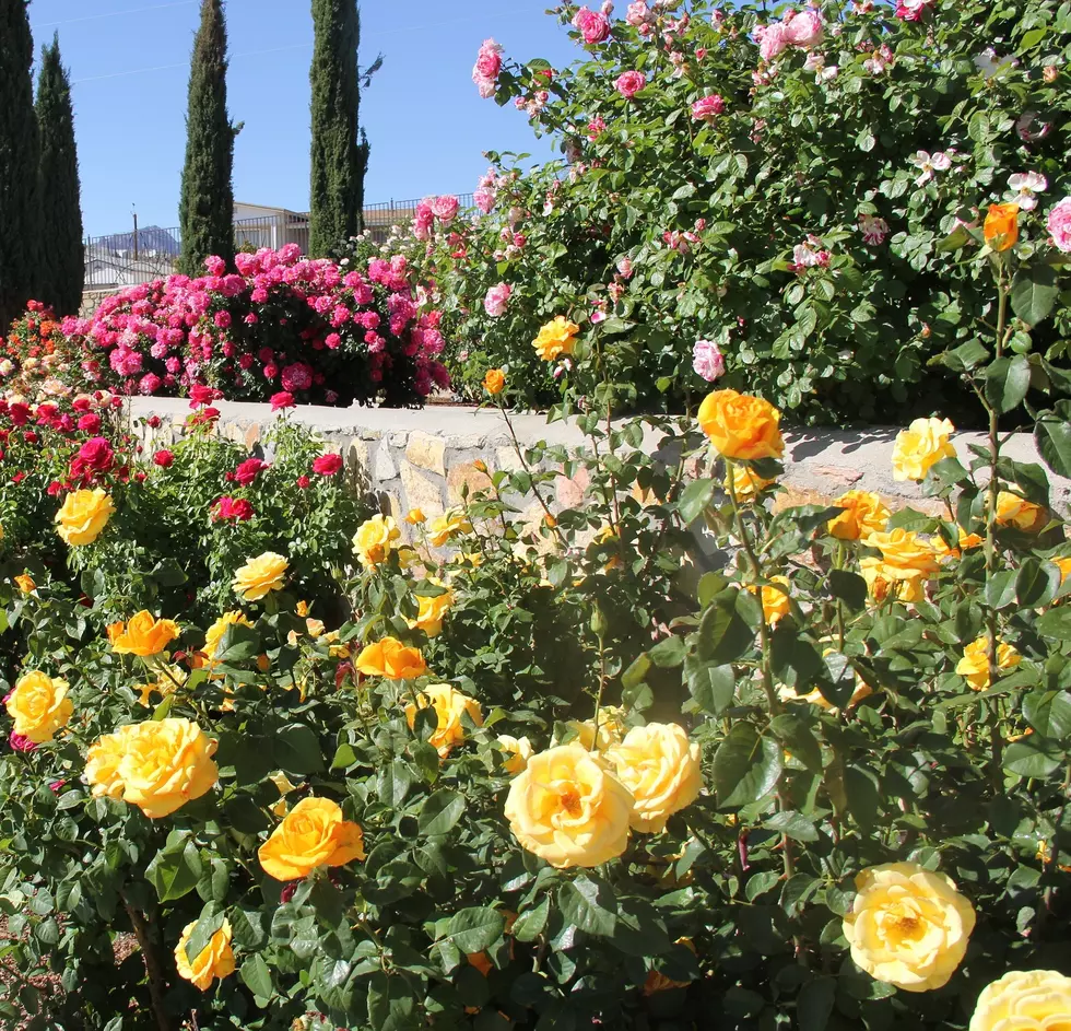 El Paso Municipal Rose Garden Set to Reopen March 1