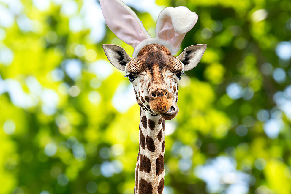 Cascaróns Forbidden at El Paso Zoo Easter Weekend