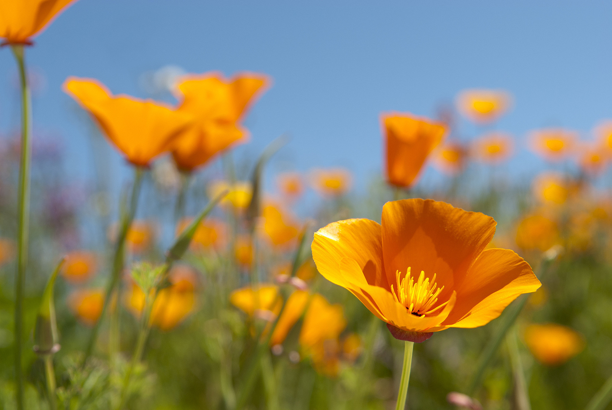 Poppies Festival to be held month-long as poppies bloom