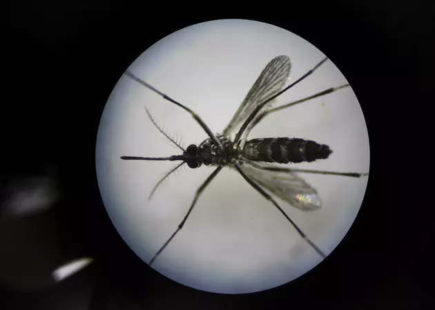City Says More Mosquitoes Test Positive for West Nile
