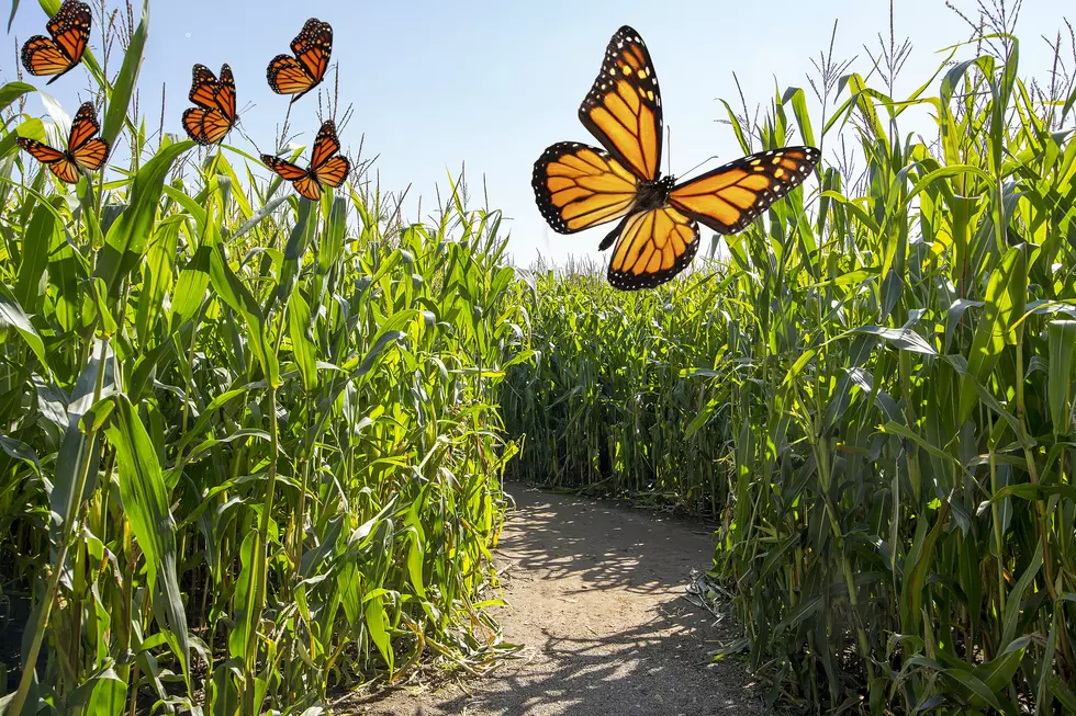 A-maze-ing Drone View of La Union's 2018 Butterfly Corn Maze