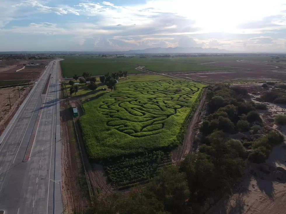 Dinosaur Theme + Expanded Hours Highlight 2018 Corn Maze at El Paso’s Farm Land