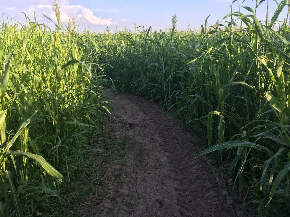 Dinosaur Theme + Expanded Hours Highlight 2018 El Paso Corn Maze