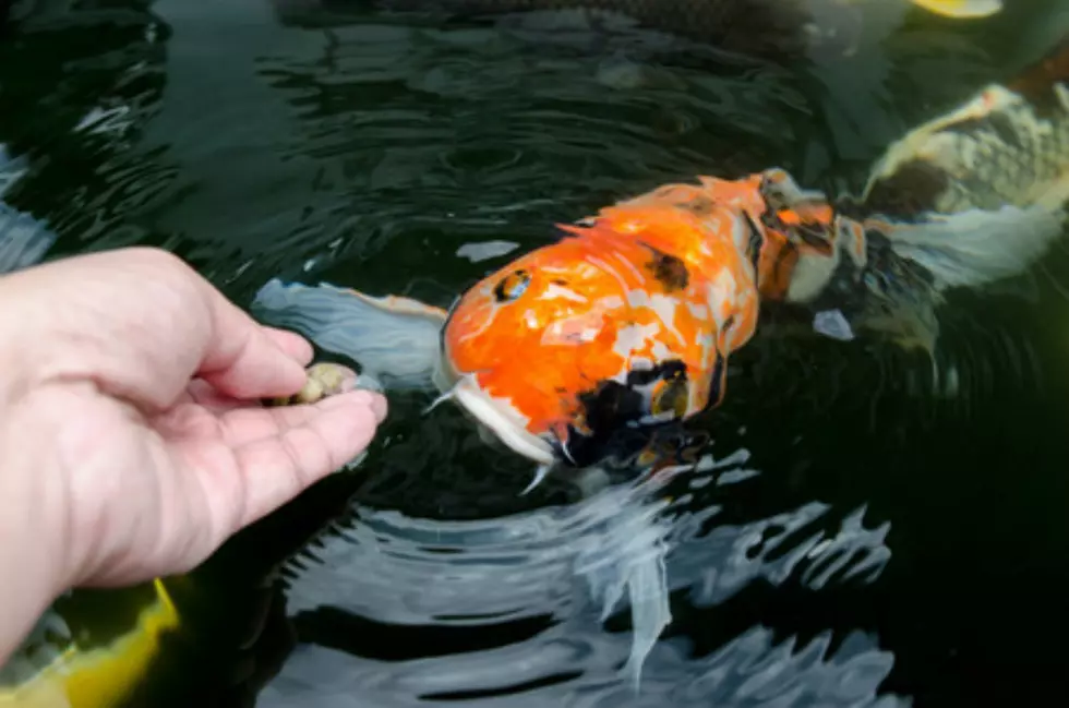 Tour West El Paso’s Finest Koi &#038; Pond Extravaganza this October