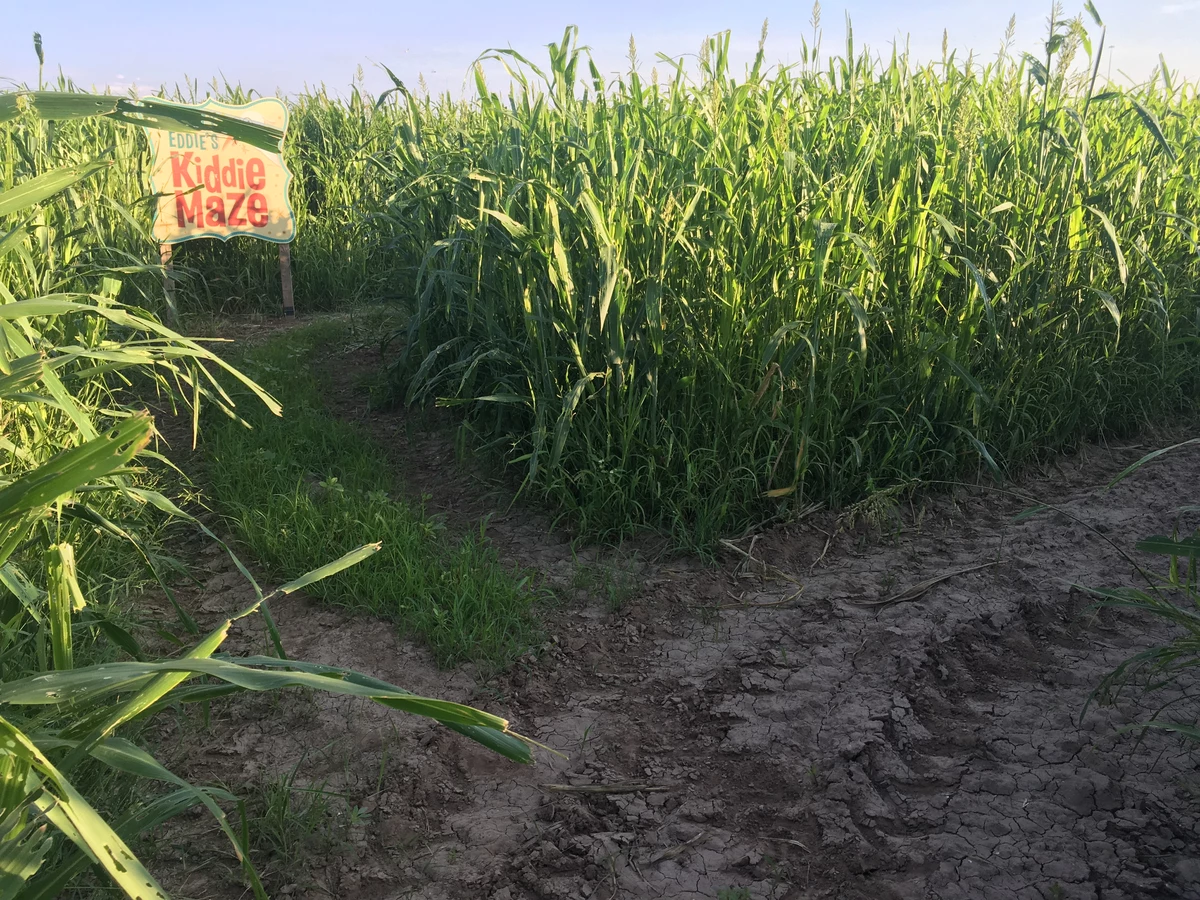 Festive El Paso Corn Maze Returns with Pumpkin Patch, Activities