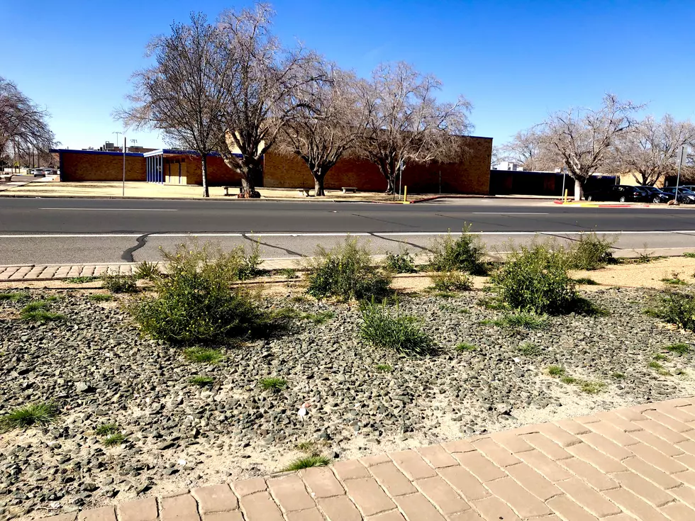East El Paso Median Abandoned By The City - See The Weeds