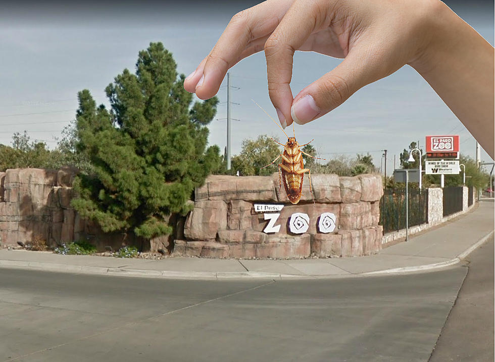 What to Do If You Want El Paso Zoo to Name Cockroach After Ex