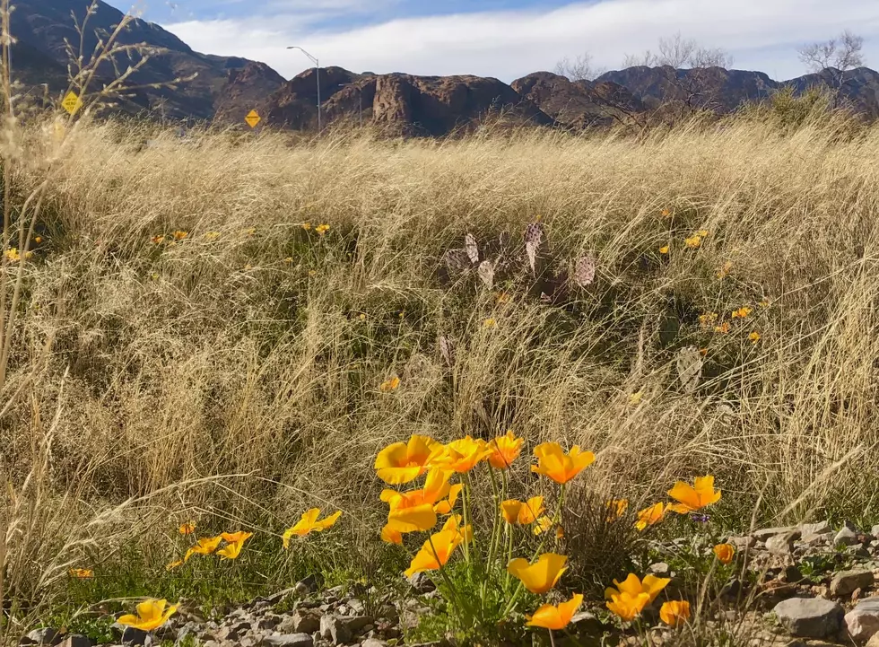 It's Poppy Time In El Paso - Check Out These Amazing Pictures