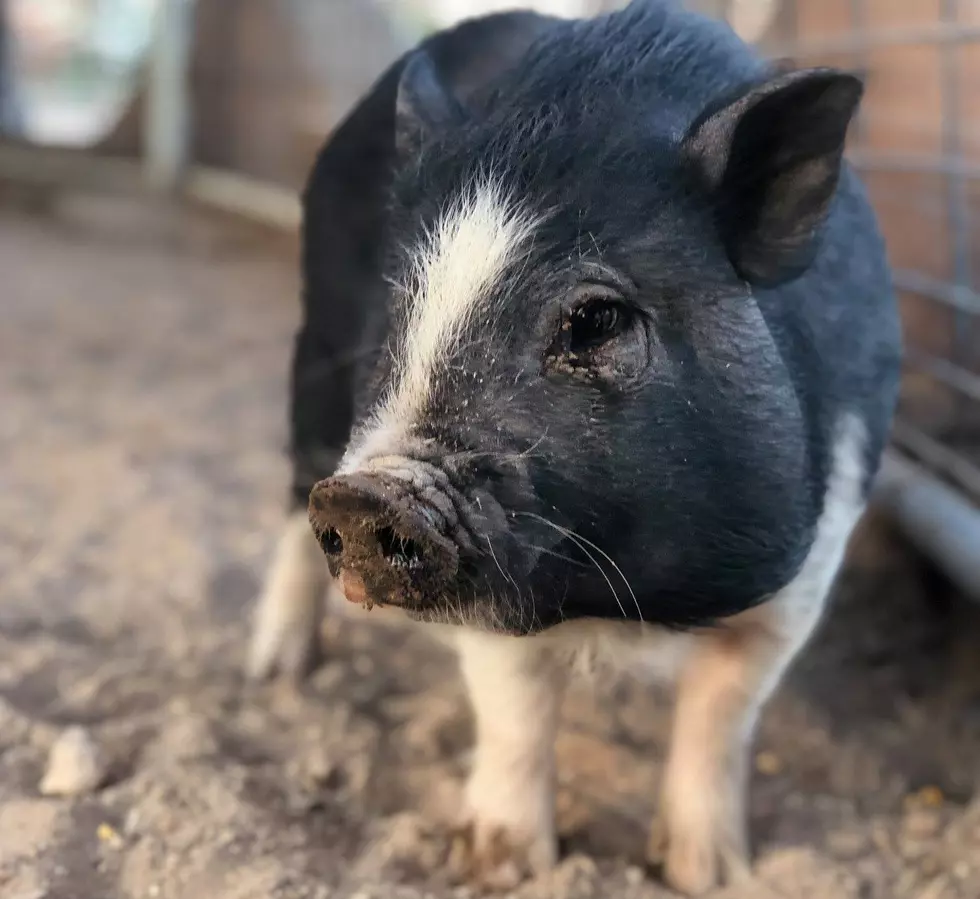 Meet Oreo the Pot-Belly Pig of Licon Dairy 