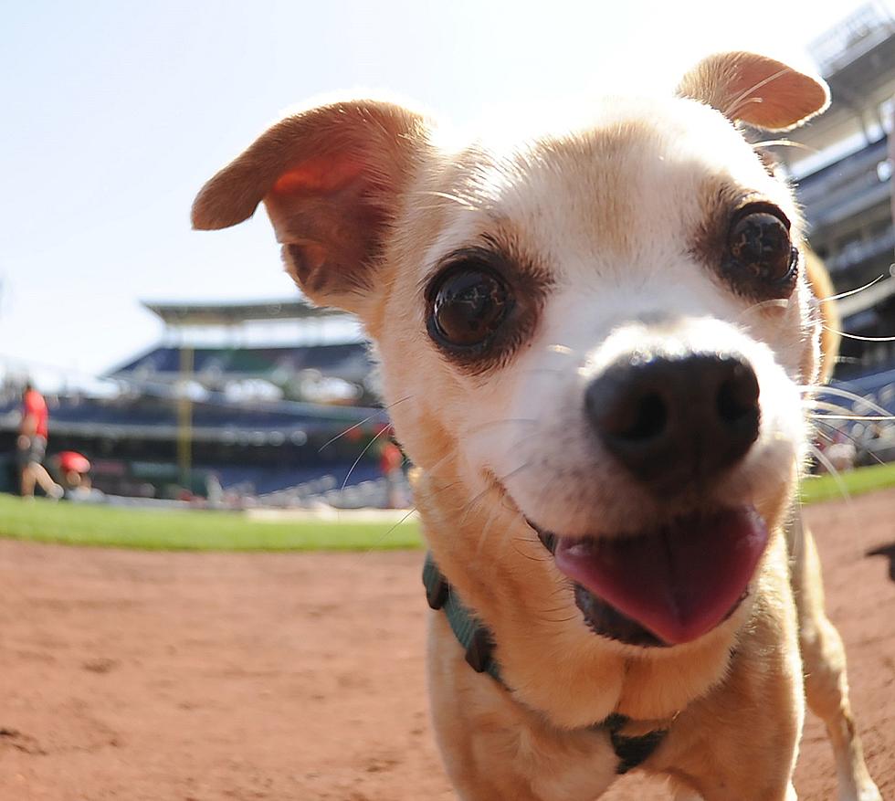 El Paso Chihuahuas Host Bark at the Park This Friday