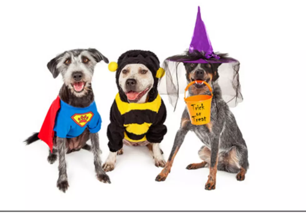 5 Tips To Keep Your Pet Safe During Halloween