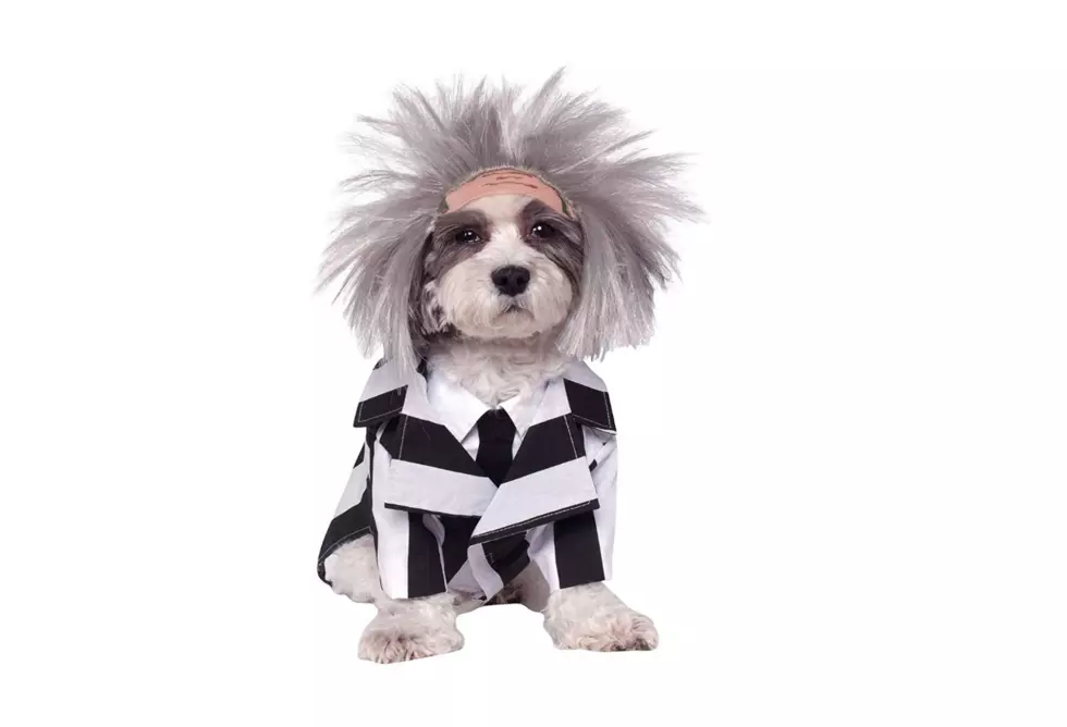 Get Your Pet in on the Halloween Fun With These Costumes 