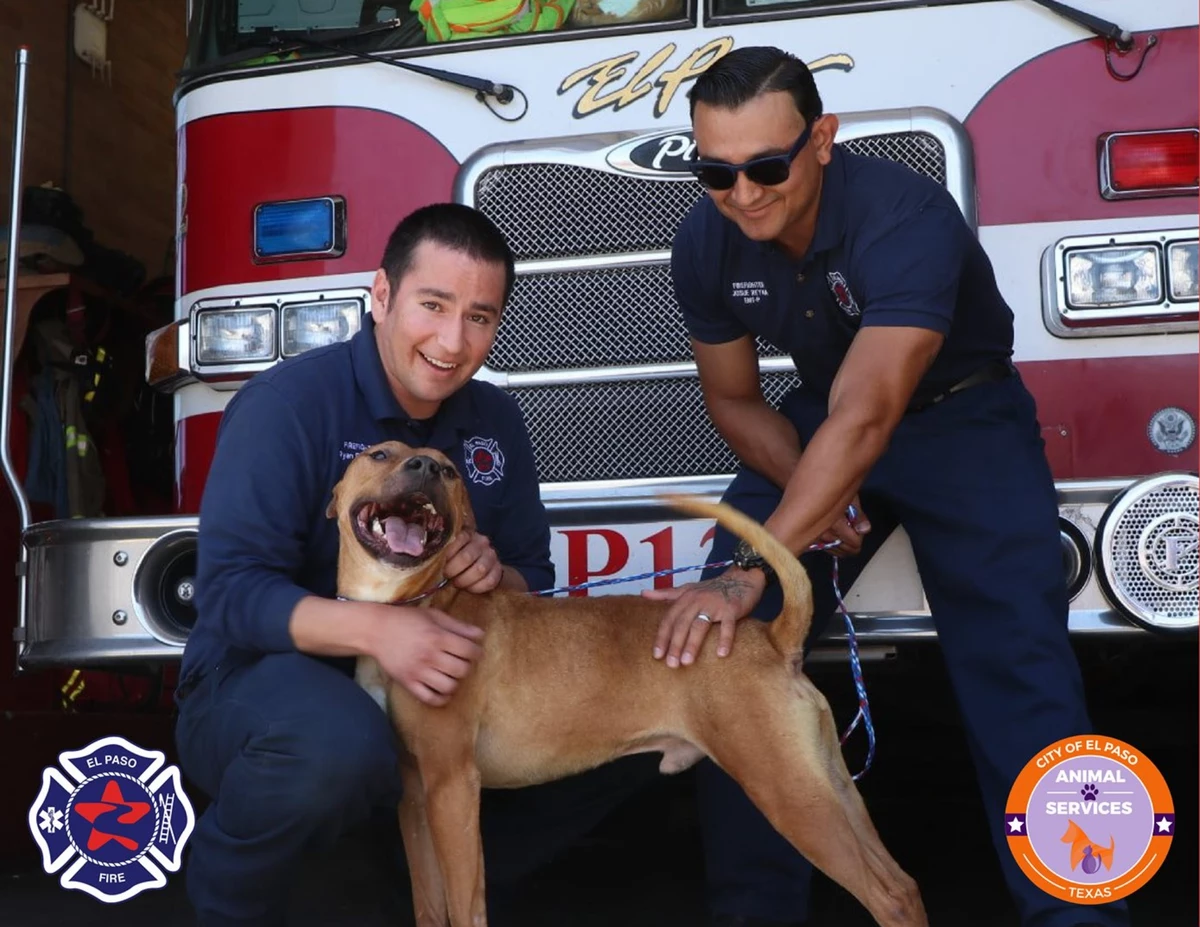 El Paso Firefighters & Furry Friends Calendar Available Now