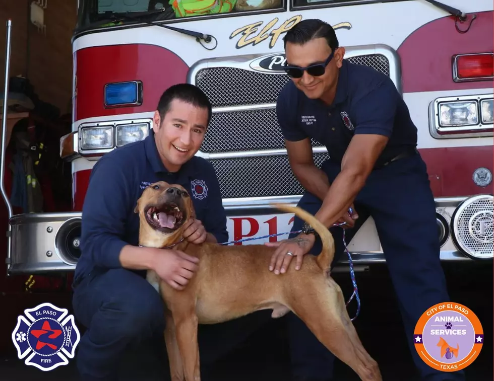 El Paso Firefighters &#038; Furry Friends Calendar Available Now