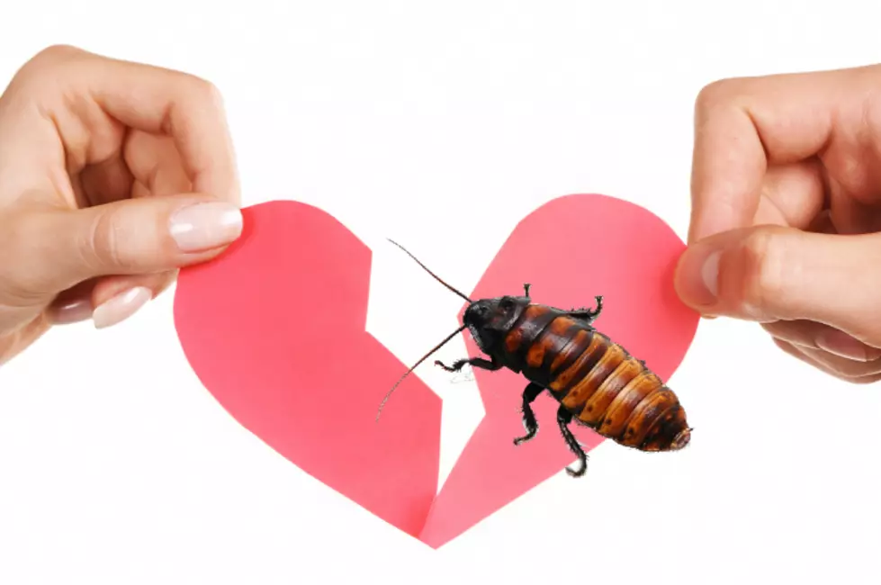 What to Do If You Want El Paso Zoo to Name Cockroach After Your Ex