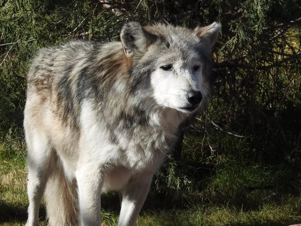 El Paso Zoo Mourning Death of Zephyr The Mexican Gray Wolf
