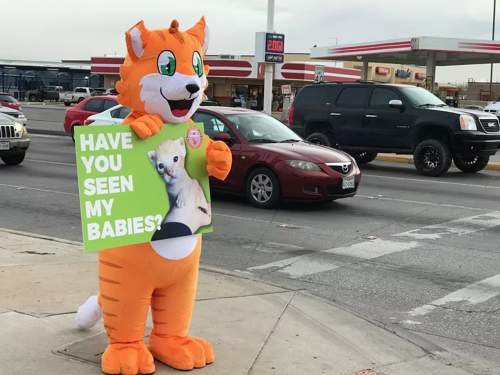 Please Help Stop Kitnappings in El Paso