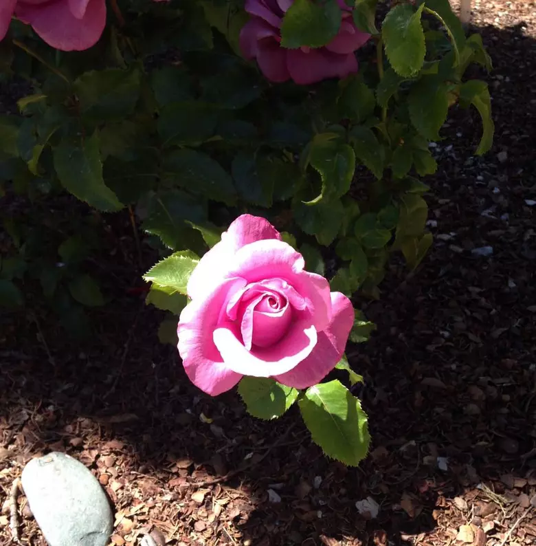 El Paso Municipal Rose Garden - All You Need to Know BEFORE You Go