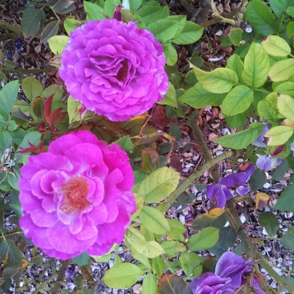 Take A Virtual Tour Of The El Paso Municipal Rose Garden