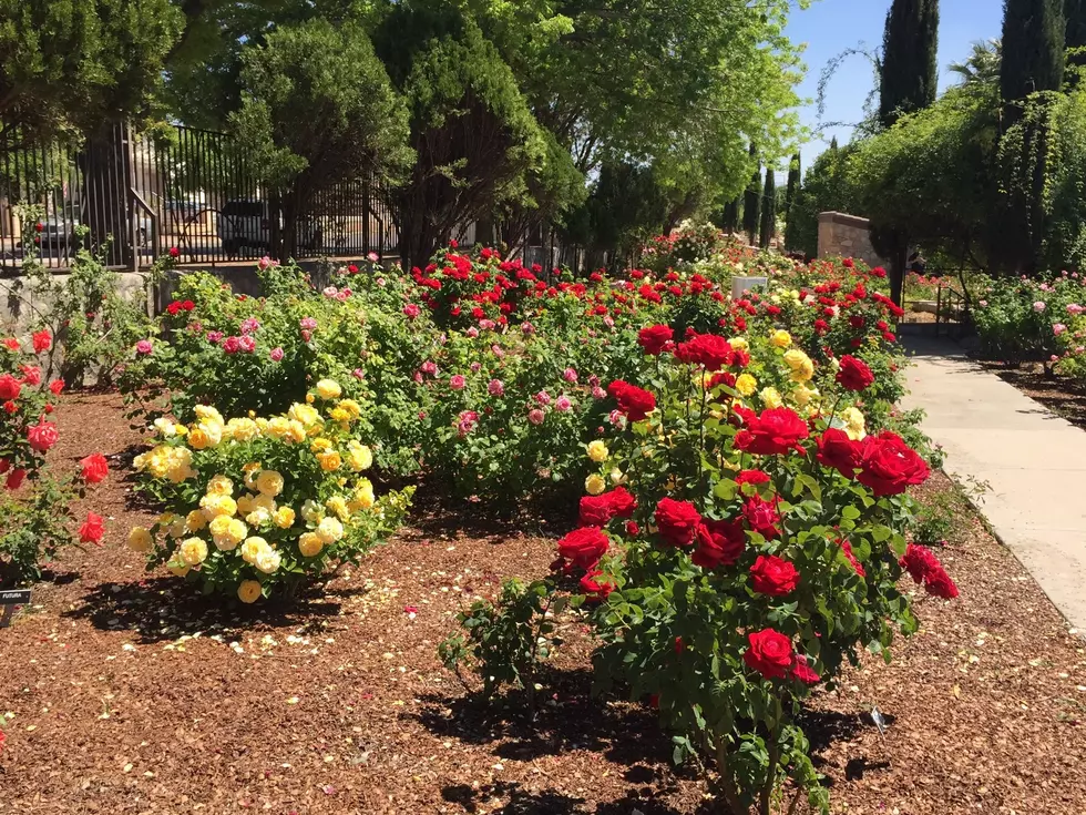 El Paso Municipal Rose Garden Reopens &#8211; Stop and Smell the Roses