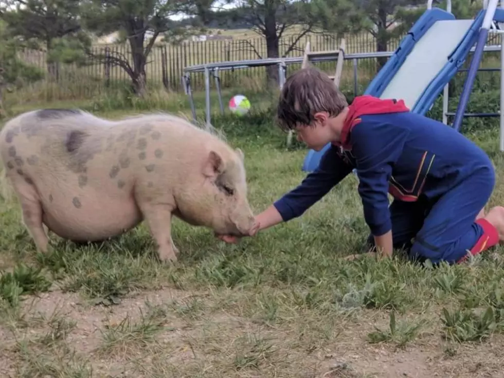 This Sweet Little Piggie Could Go All The Way Home With You