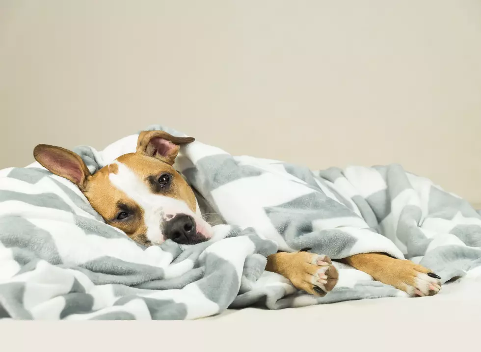 Blanket Drive: El Paso Residents Asked to Help Keep Shelter Animals Warm This Winter