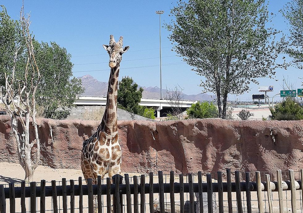 El Paso Zoo Gets Go-Ahead to Reopen - What You Need to Know